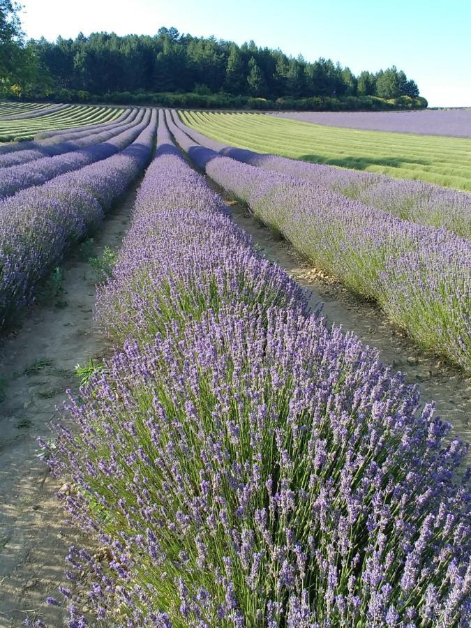 Le Mas Des Lavandes Sault-de-Vaucluse Eksteriør bilde