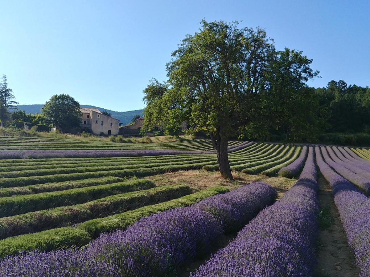 Le Mas Des Lavandes Sault-de-Vaucluse Eksteriør bilde